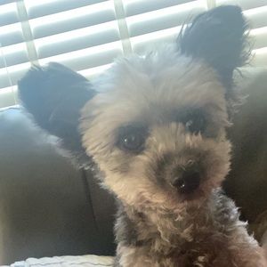 Meet your Posher, Gillian